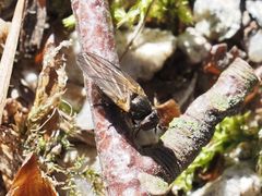 Earomyia lonchaeoides