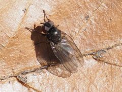 Earomyia lonchaeoides