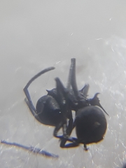Polyrhachis lacteipennis