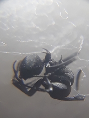 Polyrhachis lacteipennis