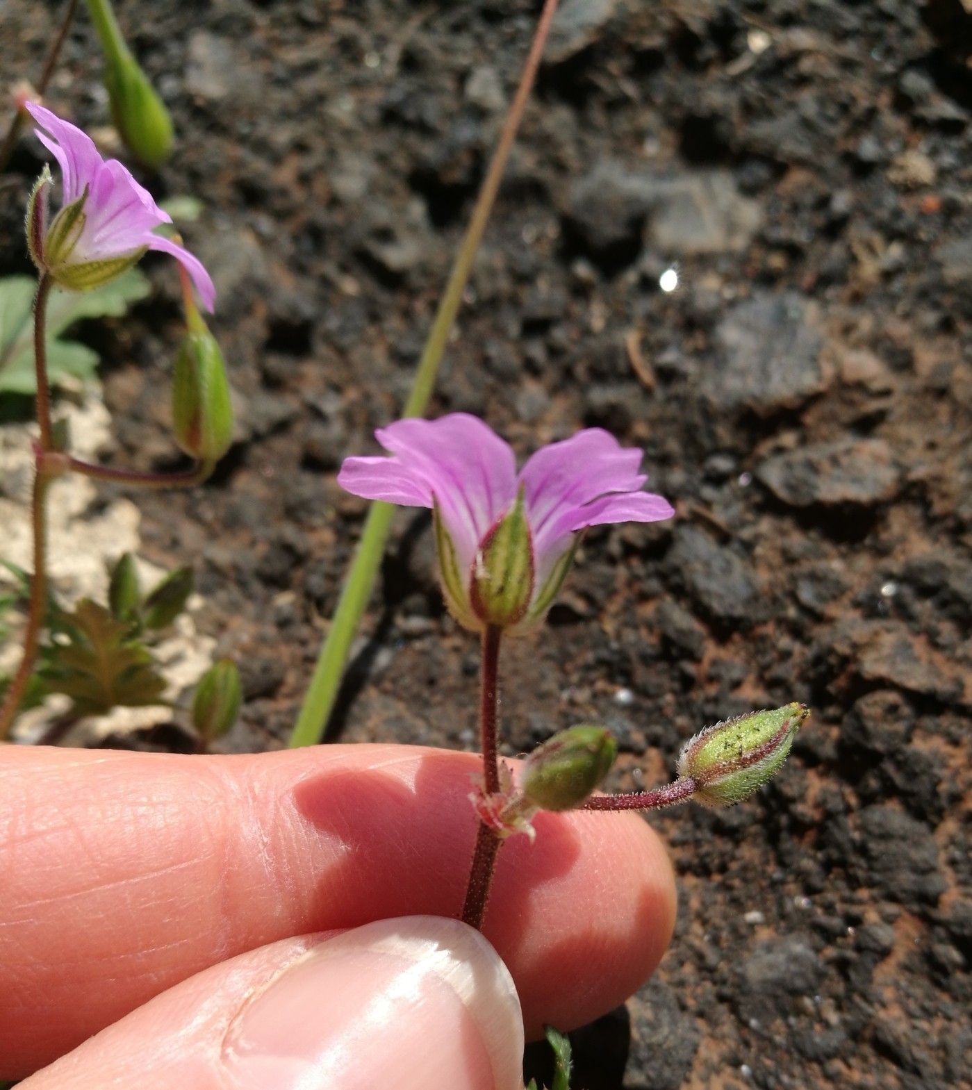 Erodium botrys