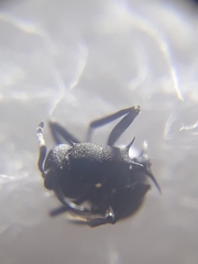 Polyrhachis lacteipennis