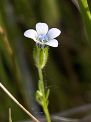 Gilia clivorum
