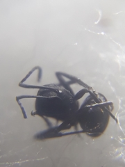 Polyrhachis lacteipennis