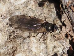 Earomyia lonchaeoides