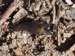 Earomyia lonchaeoides