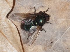 Eudasyphora cyanella