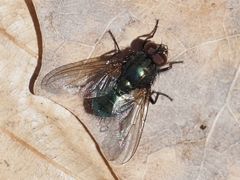 Eudasyphora cyanella