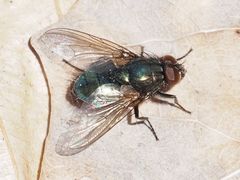 Eudasyphora cyanella