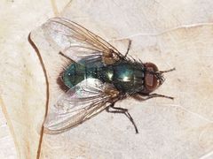 Eudasyphora cyanella