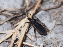 Ectrychotes andreae
