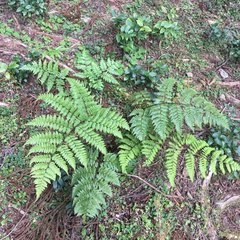 Dryopteris hendersonii
