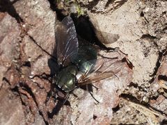 Eudasyphora cyanella