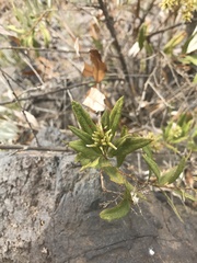 Spinoliva ilicifolia