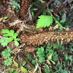 Dryopteris hendersonii