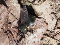 Eudasyphora cyanella