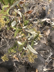 Spinoliva ilicifolia
