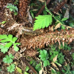 Dryopteris hendersonii