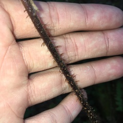 Dryopteris hendersonii