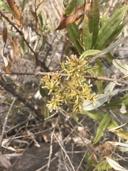Spinoliva ilicifolia