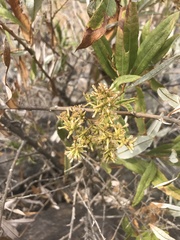 Spinoliva ilicifolia
