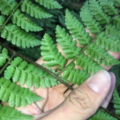 Dryopteris hendersonii