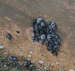 Echinolittorina interrupta