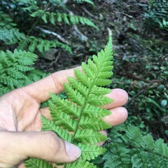 Dryopteris hendersonii