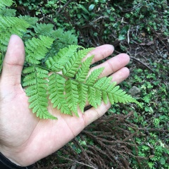 Dryopteris hendersonii