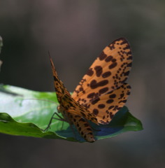 Epobeidia tigrata tigrata