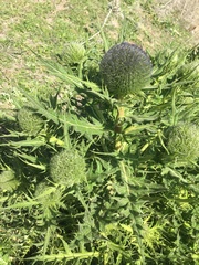 Echinops fontqueri image