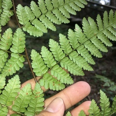 Dryopteris hendersonii