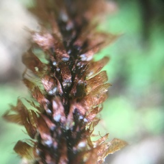 Dryopteris hendersonii