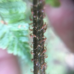 Dryopteris hendersonii