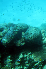 Porites