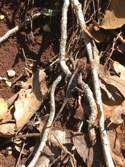 Anolis anisolepis