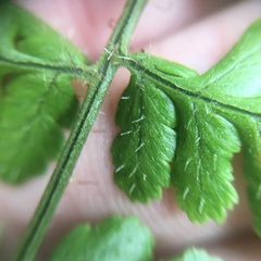 Dryopteris hendersonii