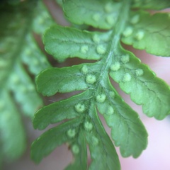 Dryopteris hendersonii