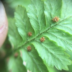 Dryopteris hendersonii