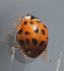 Harmonia axyridis