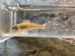 Etheostoma baileyi