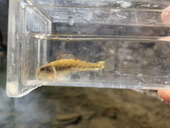 Etheostoma baileyi