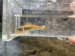 Etheostoma baileyi