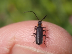 Cantharis pulicaria