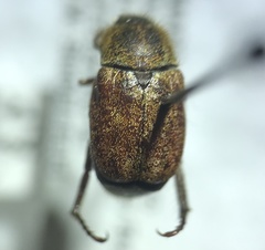 Hoplia trifasciata