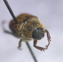 Hoplia trifasciata