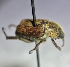 Hoplia trifasciata