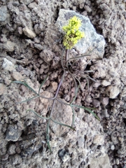 Lomatium farinosum