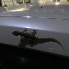 Hemidactylus murrayi