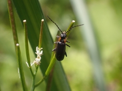 Cantharis pulicaria